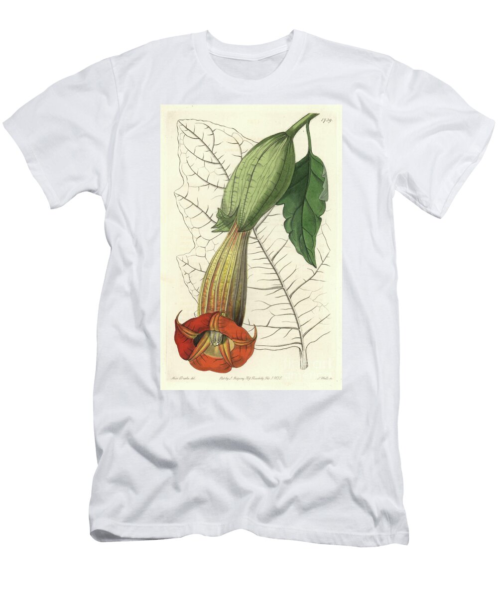 Brugmansia Ecarlate or Trumpet of Angels Ecarlate Native of South America Sydenham Teast Edwards T-Shirt