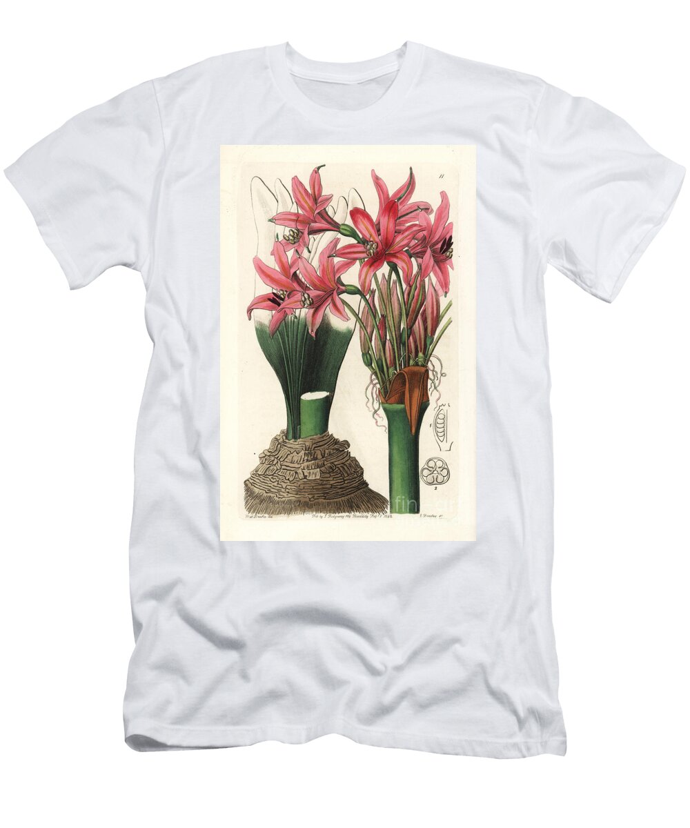 Brunsvigia Grandiflora Banksian Amaryllis Amaryllis Banksiana European School T-Shirt