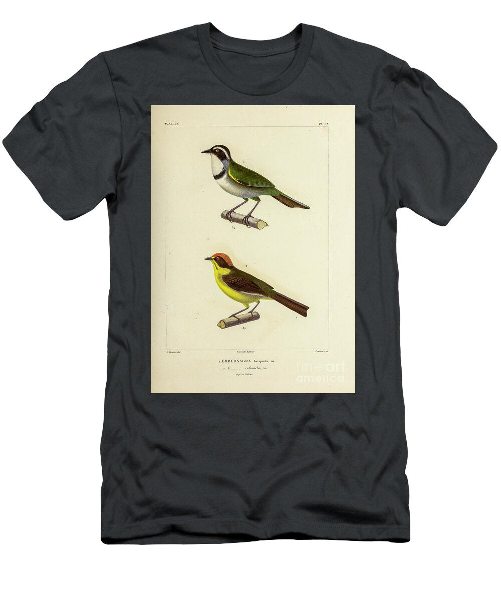 Brush Finch of South America 1835 U1 Historic Illustrations T-Shirt