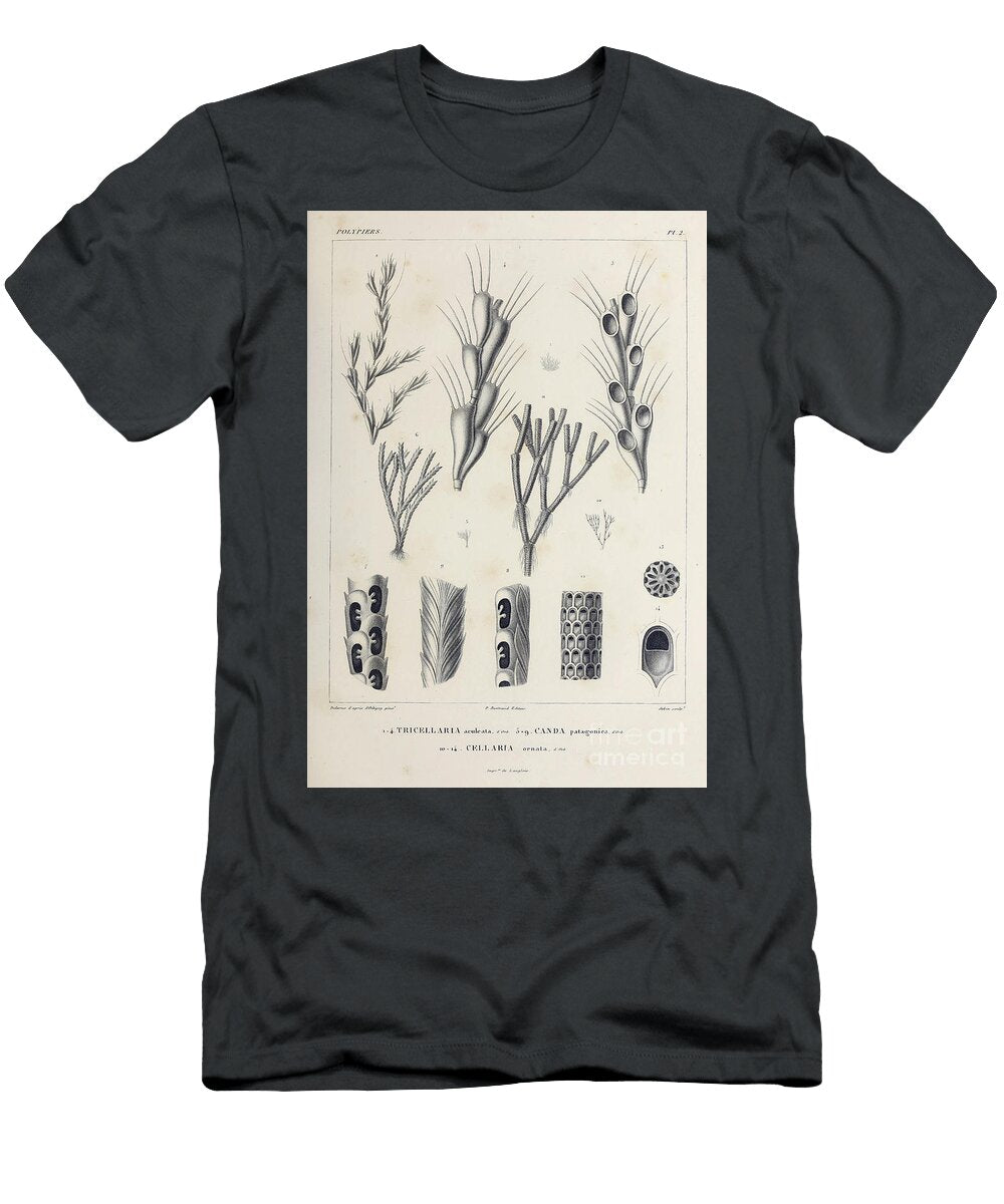 Bryozoa B1 Historic Illustrations T-Shirt