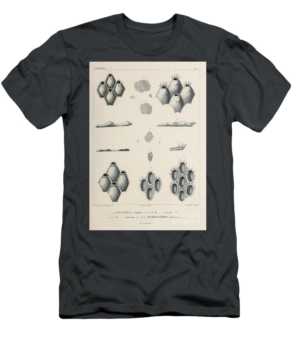 Bryozoa B3 Historic Illustrations T-Shirt