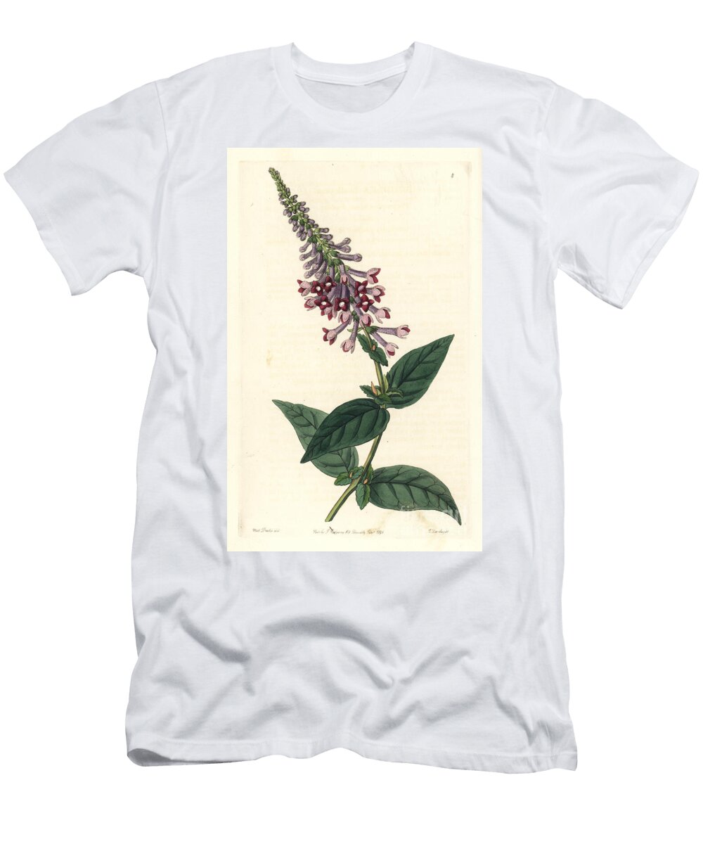 Buddleia De Lindley or Butterfly Tree Butterfly Bush or Purple Chinese Buddlea Buddleja Lindleyana European School T-Shirt