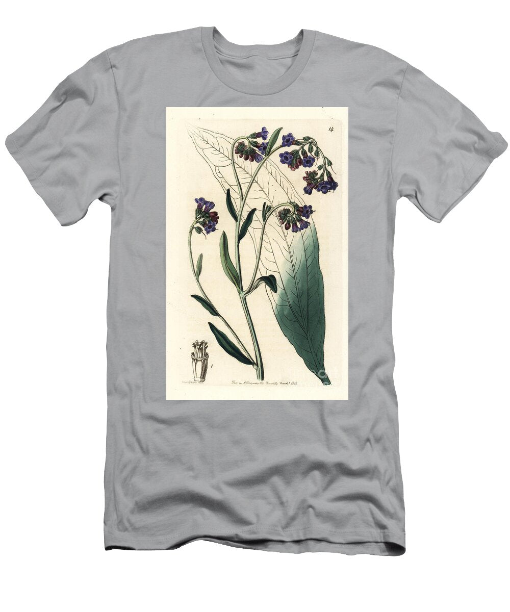 Buglossy Flowered Houndstongue Adelocaryum Anchusoides or Lindefolia Anchusoides Cynoglossum Anchusoides European School T-Shirt