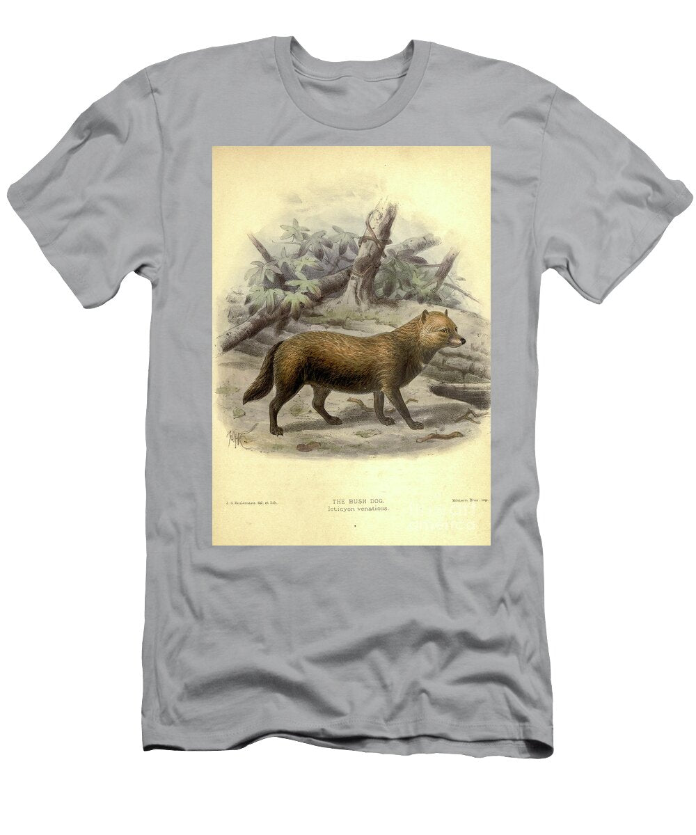 Bush Dog Speothos Venaticus C1 Historic Illustrations T-Shirt
