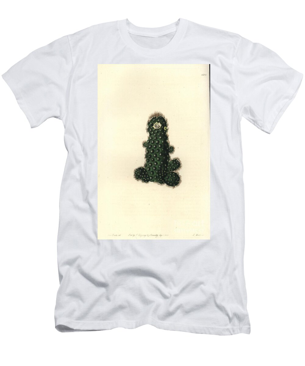 Cactus Tenuis Taper Mammillaria Mammillaria Tenuis Sydenham Teast Edwards T-Shirt