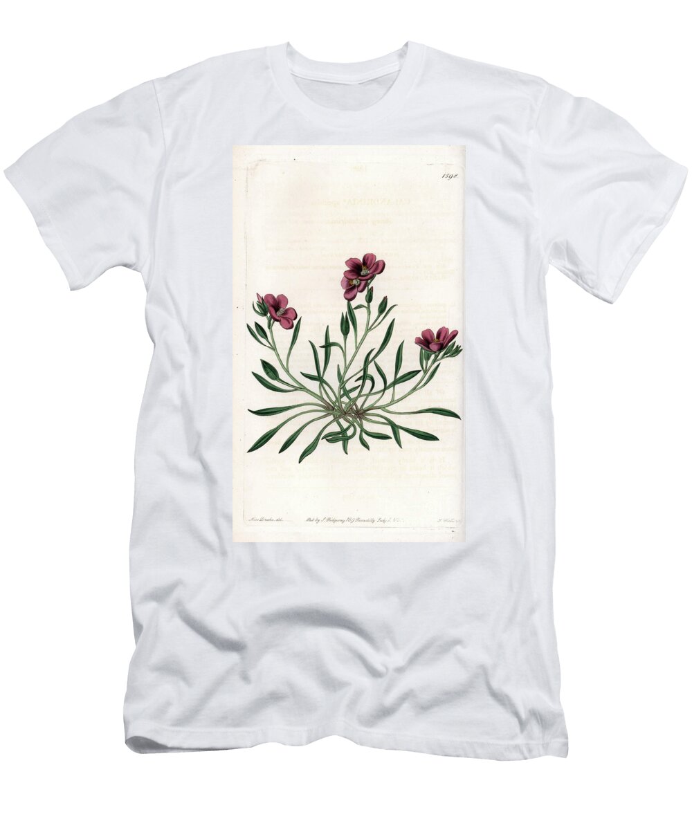 Calandrinia Variete Native of America Sydenham Teast Edwards T-Shirt