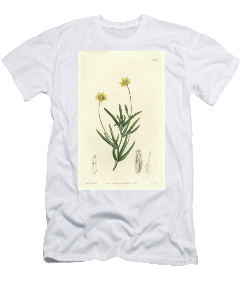 California Platystemon S Sydenham Teast Edwards T-Shirt