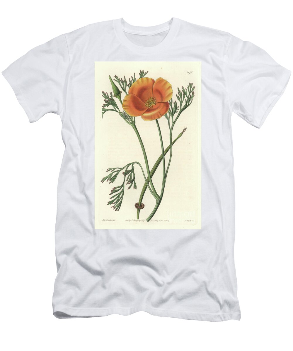 California Poppy or American Poppy S Sydenham Teast Edwards T-Shirt