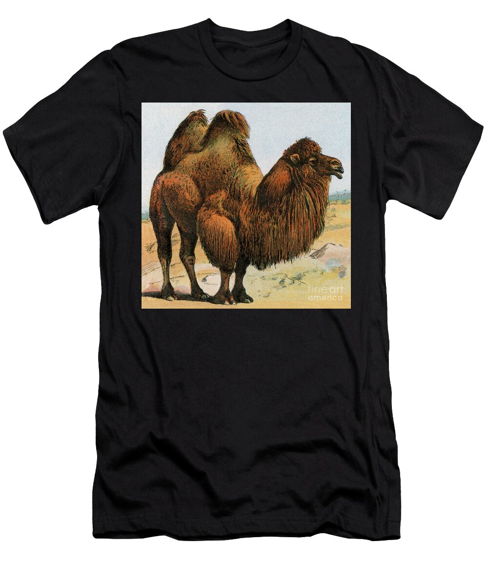 Camel Lithograph From 19th Century Illustration American School T-Shirt