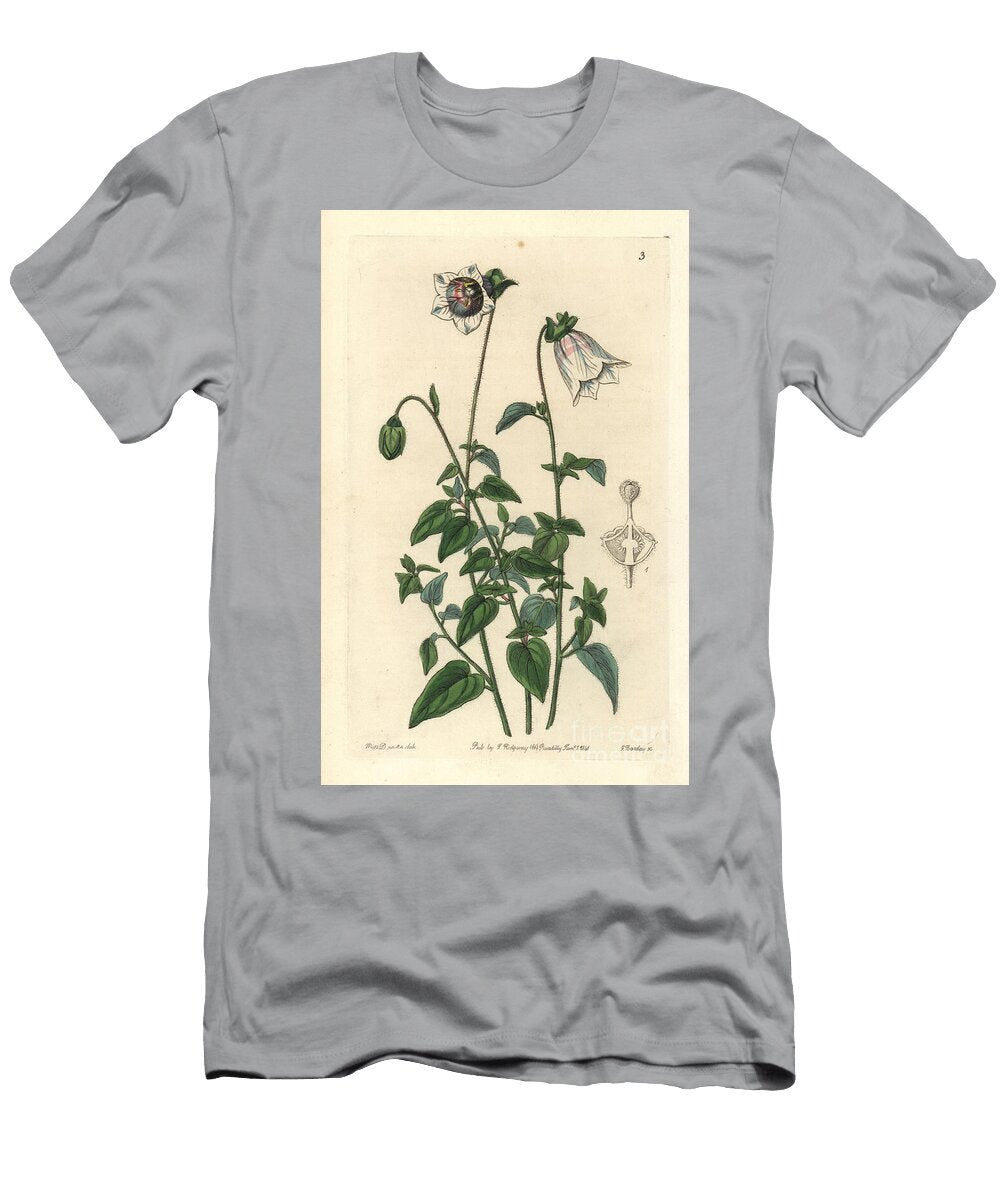 Campanule Variete Kashmir Bellflower Codonopsis Ovata Ovate Pouchbell Glosocomia Ovata European School T-Shirt