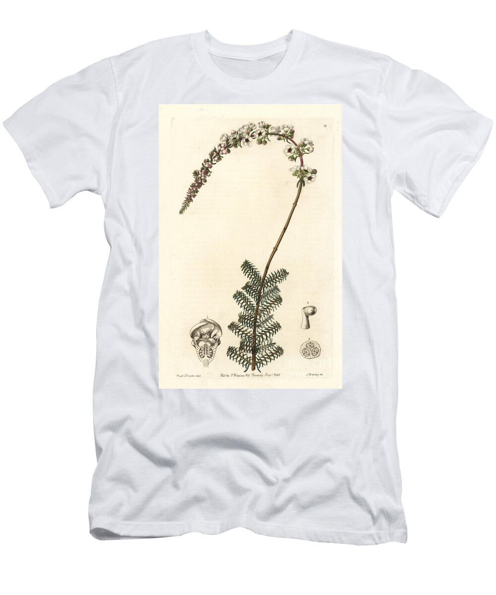 Camphor Myrtle or Camphorwort Babingtonia Babingtonia Camphorosmae European School T-Shirt