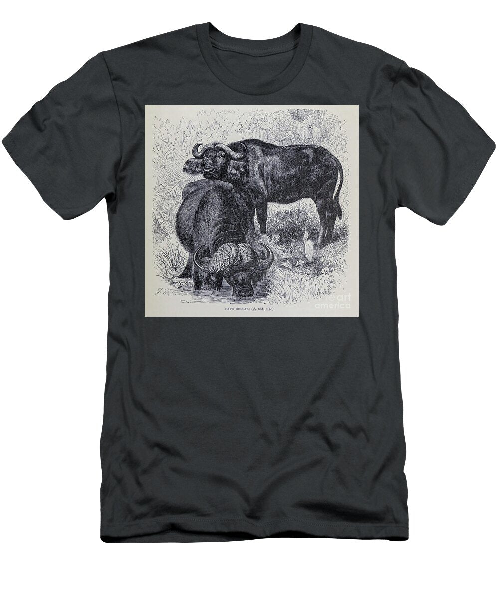 Cape Buffalo Syncerus Caffer M4 Historic Illustrations T-Shirt