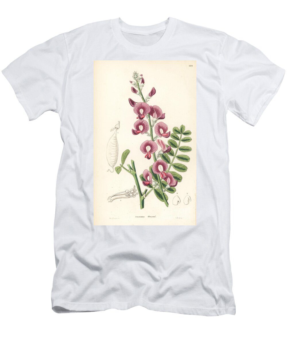 Captain Greys Swainsonia or Darling Pea Swainsona Greyana European School T-Shirt