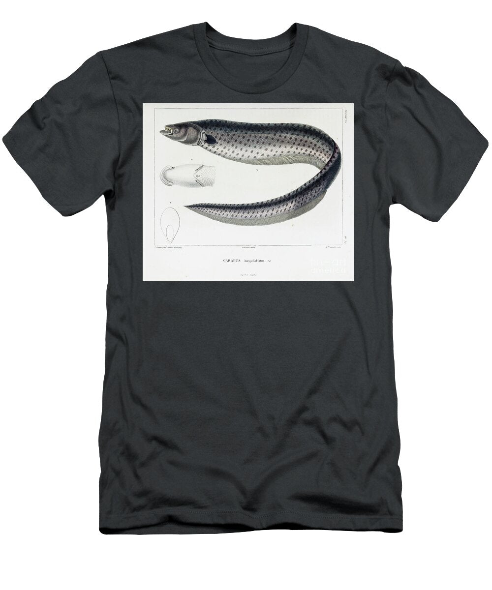 Carapus Inaequilabiatus Electric Fish B1 Historic Illustrations T-Shirt