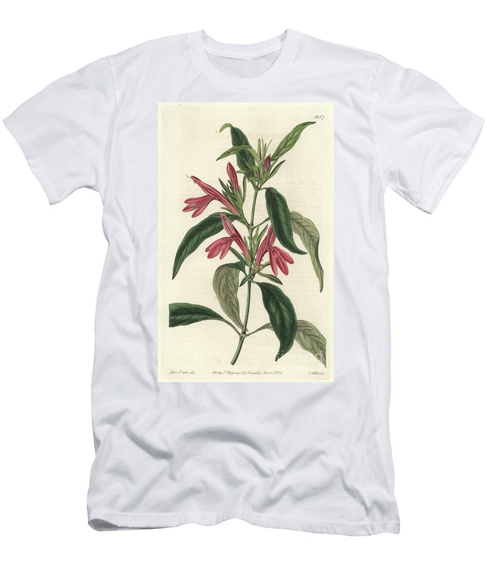 Carmantine Native of Brazil Sydenham Teast Edwards T-Shirt