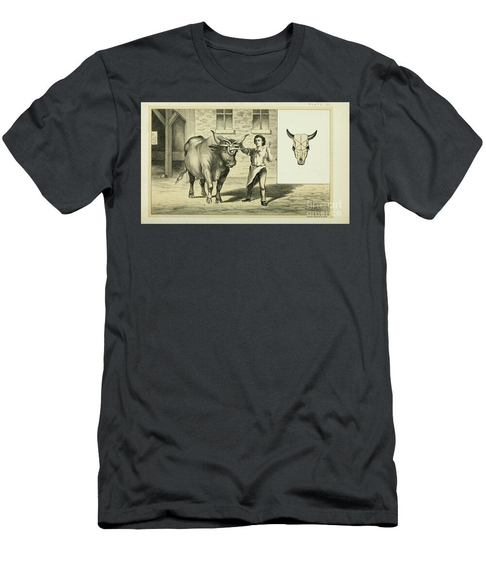 Cattle Slaughtering Swiss Method Q1 Historic Illustrations T-Shirt