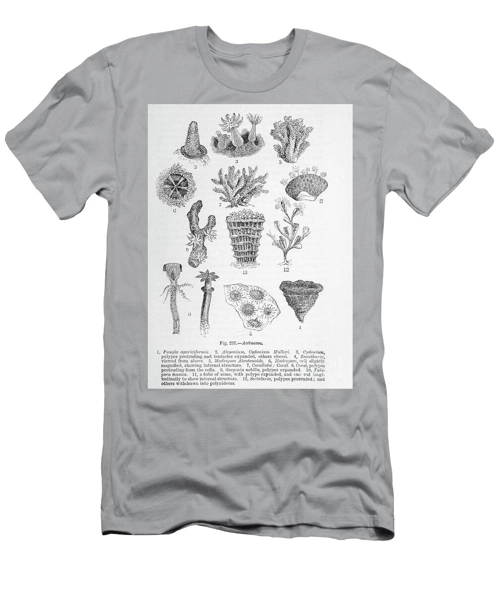 Cells Under Microscope K10 Historic Illustrations T-Shirt