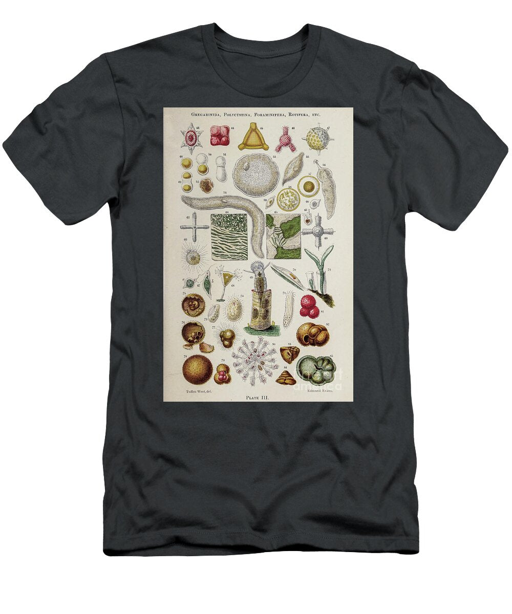 Cells Under Microscope K6 Historic Illustrations T-Shirt