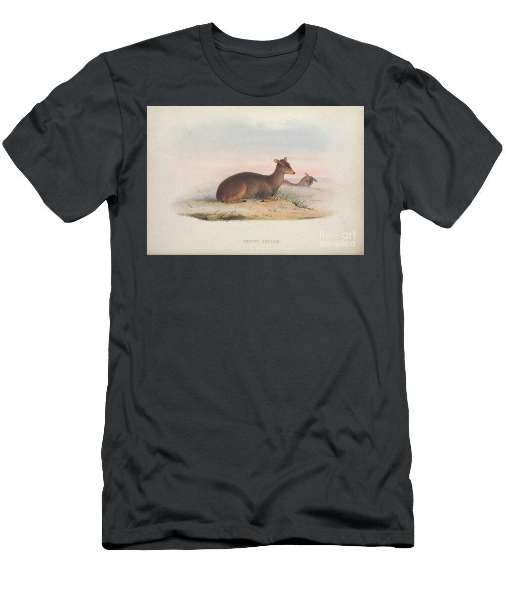 Cervus Humilis Zoologia Typica Q1 Historic Illustrations T-Shirt