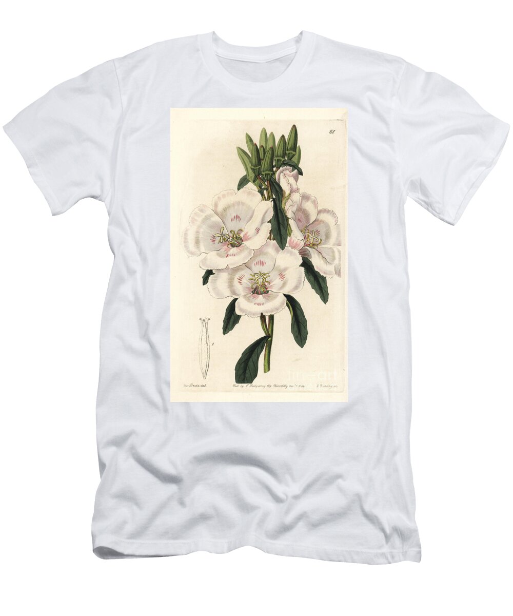 Charming Godetie or Clarkie Agreable or Satin Flower Farewell to Sping Clarkia Amoena Subsp European School T-Shirt