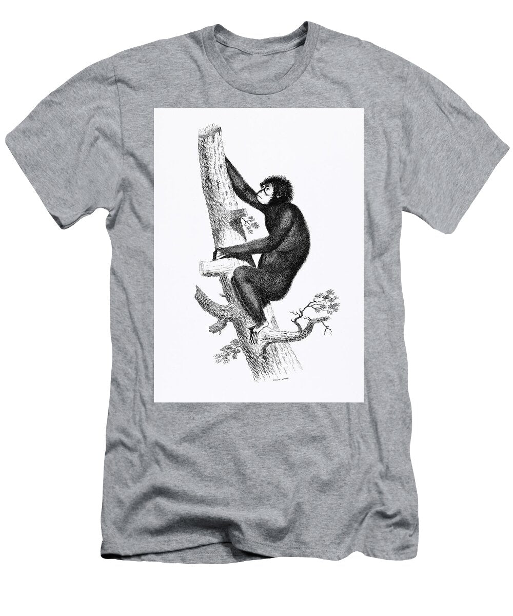 Chesnut Coloured Oran Otan From Zoological Lectures Delivered At the Royal Institution in the Years Les Classics T-Shirt