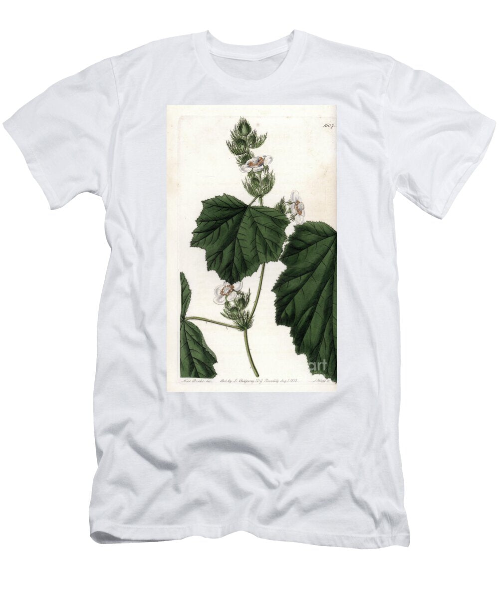 Chestnut Vine Sydenham Teast Edwards T-Shirt