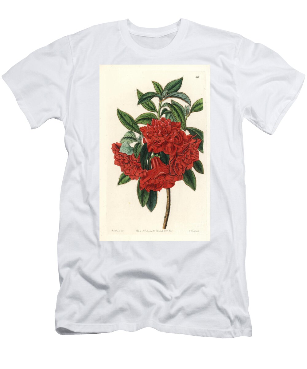 Chinese Azalee Has Double Red Flower Double Red Azalea India Azalea Sinensis European School T-Shirt