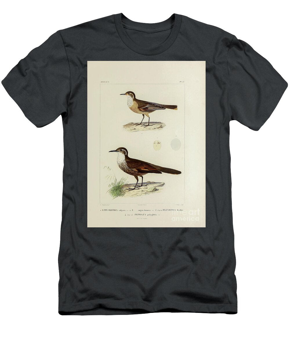 Cinclodes Birds of South America 1835 U1 Historic Illustrations T-Shirt