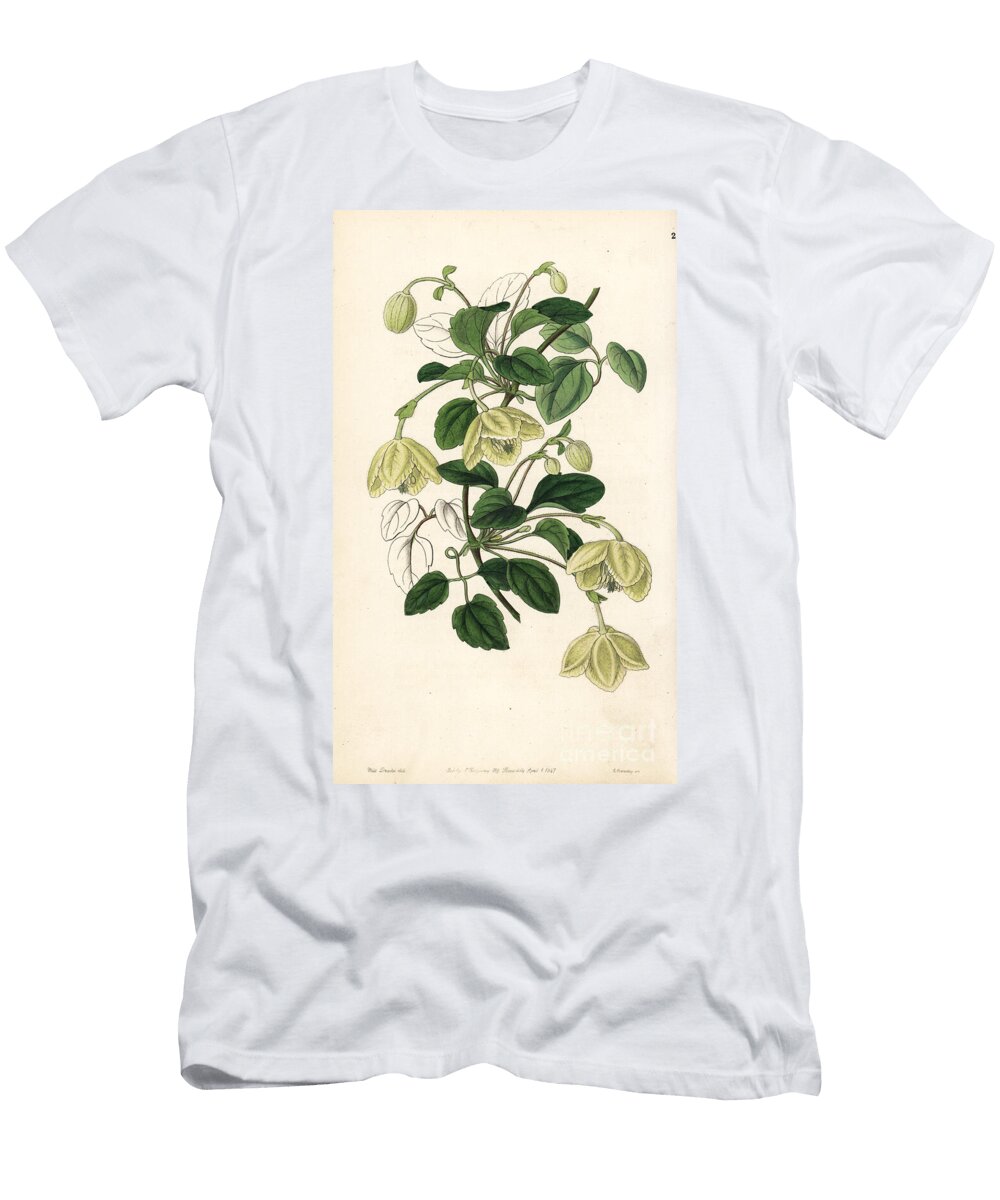 Clematis Cirrhosa Long Stalked Majorca Virgins Bower Clematis Pedicellata European School T-Shirt