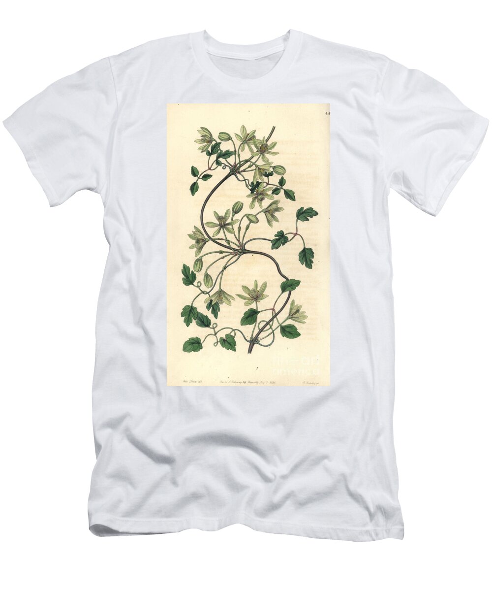 Clematite Clematis Forsteri Six Petaled Virgins Bower Clematis Hexasepela European School T-Shirt