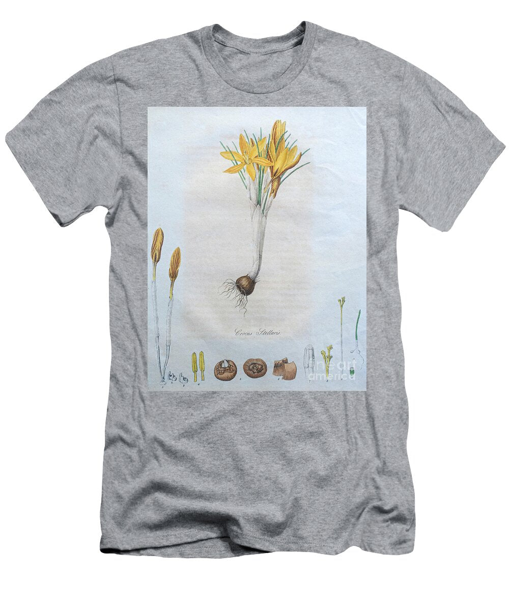 Coloured Etching of a Crocus Stellaris M1 Ilan Rosen T-Shirt