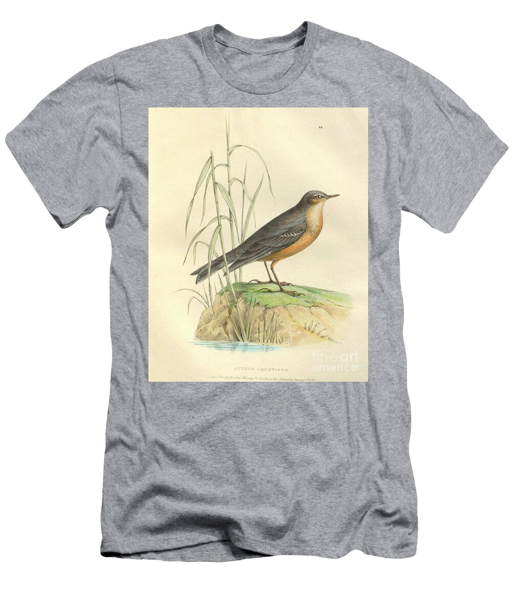 Colourised Plate Water Pipit Anthus Aquaticus O1 Historic Illustrations T-Shirt