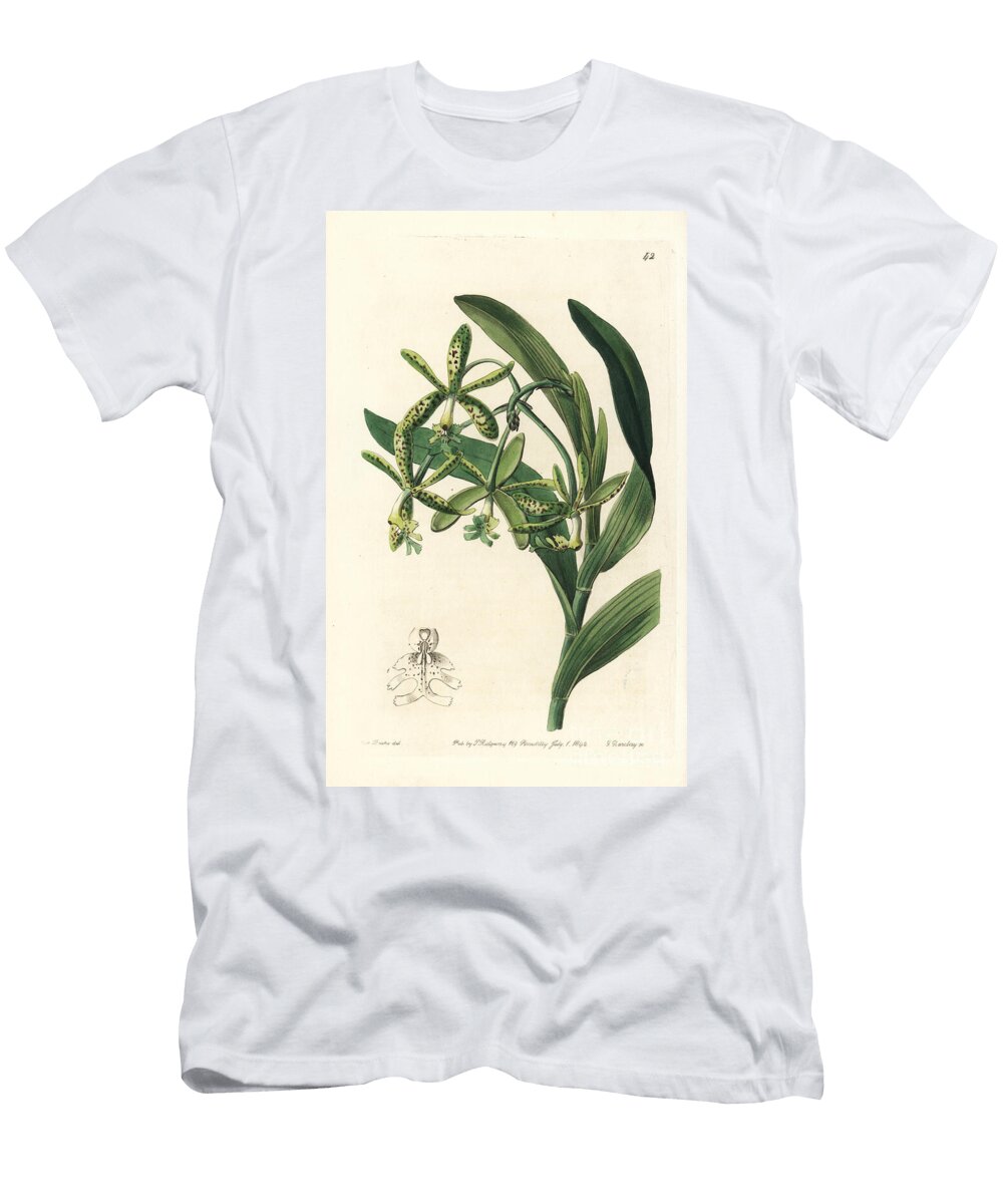 Comb Epidendrum Orchid Epidendrum Cristatum Frog Epidendrum Epidendrum Raniferum European School T-Shirt