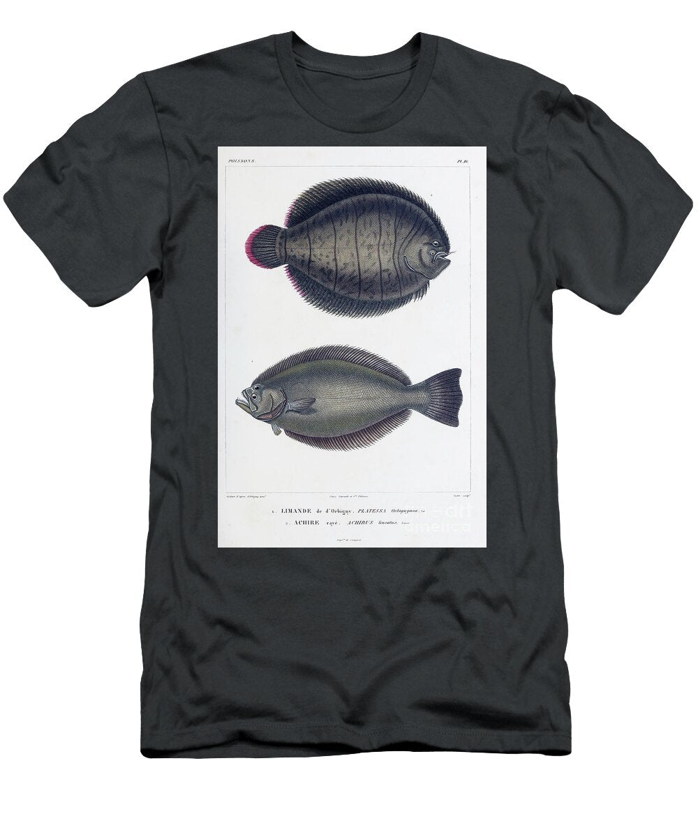 Common Dab Limanda Limanda B1 Historic Illustrations T-Shirt