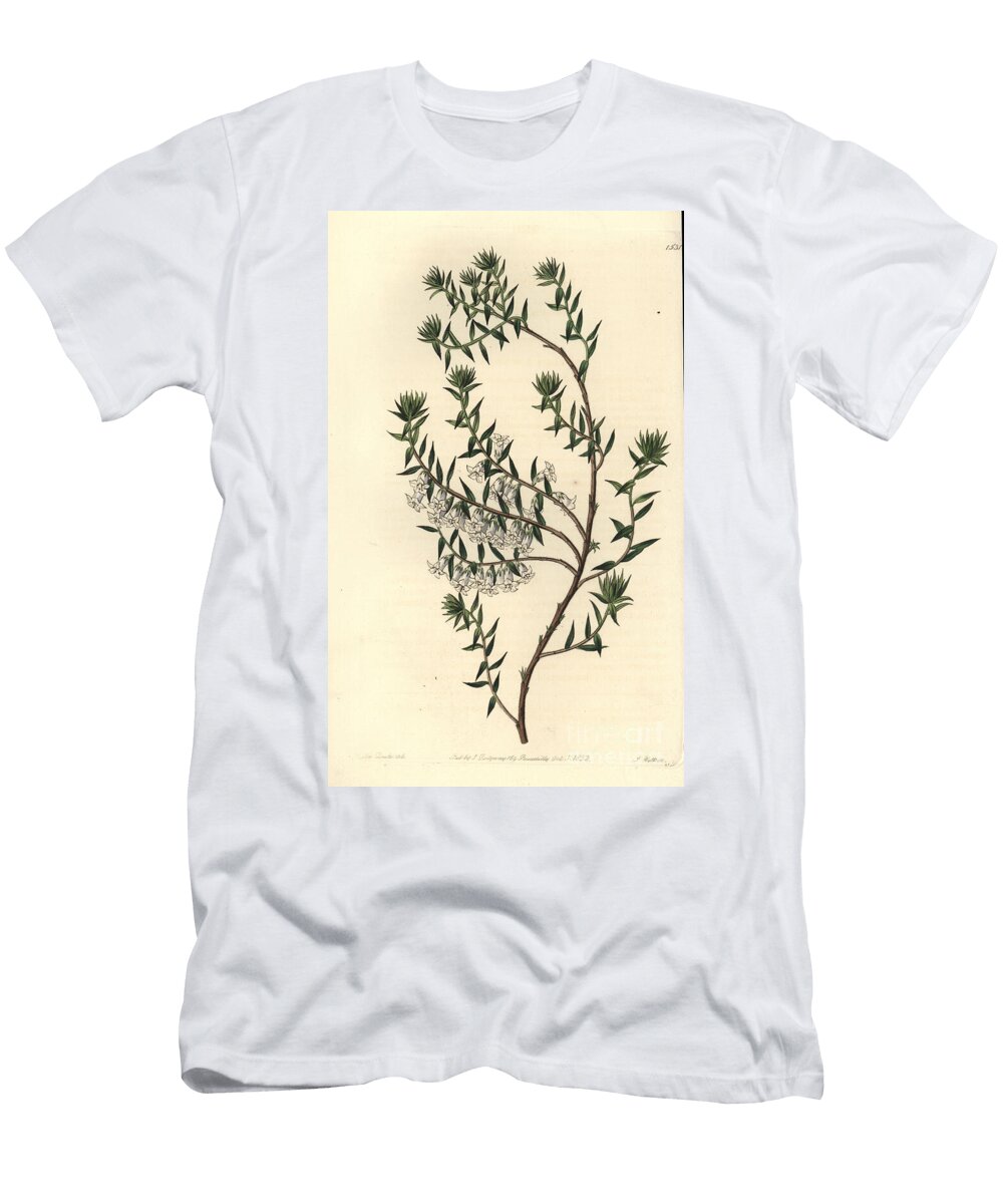Common Heath Epicris Impressa Snowy Epacris Epicris Nivalis Sydenham Teast Edwards T-Shirt