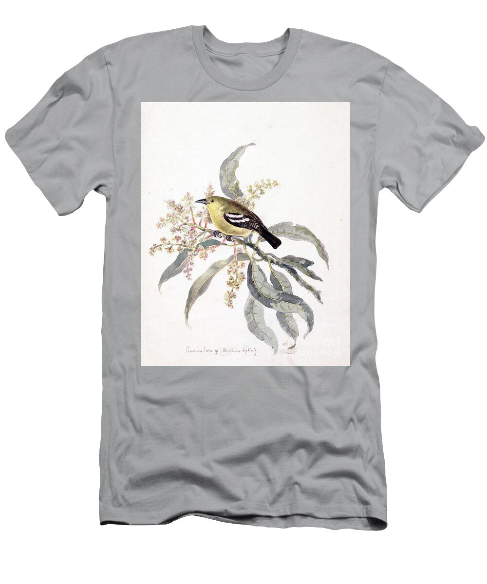 Common Iora Aegithina Tiphia Y1 Historic Illustrations T-Shirt