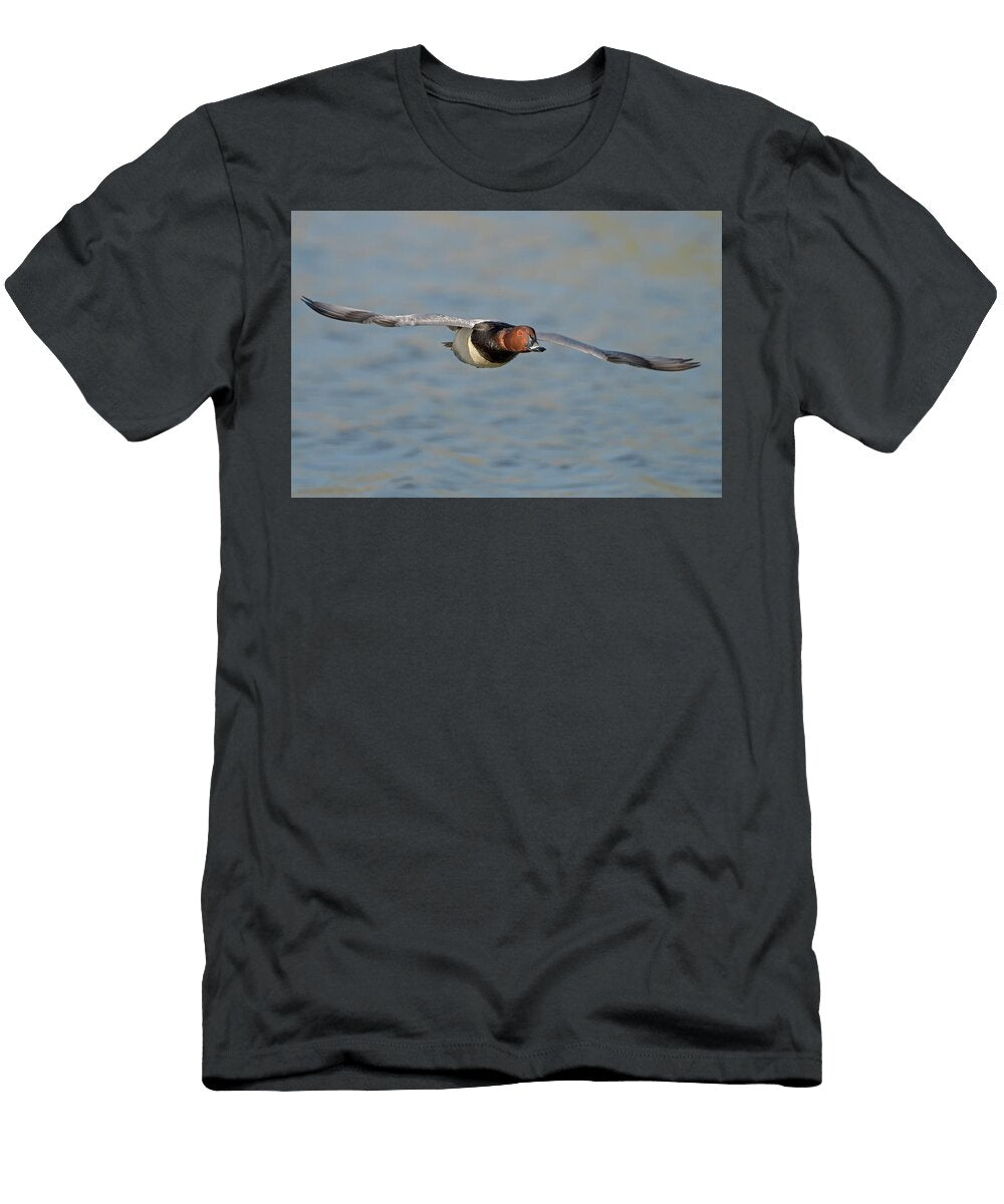 Common Pochard Drake in Flight Antwerp Belgium Bernard Castelein Natureplcom T-Shirt