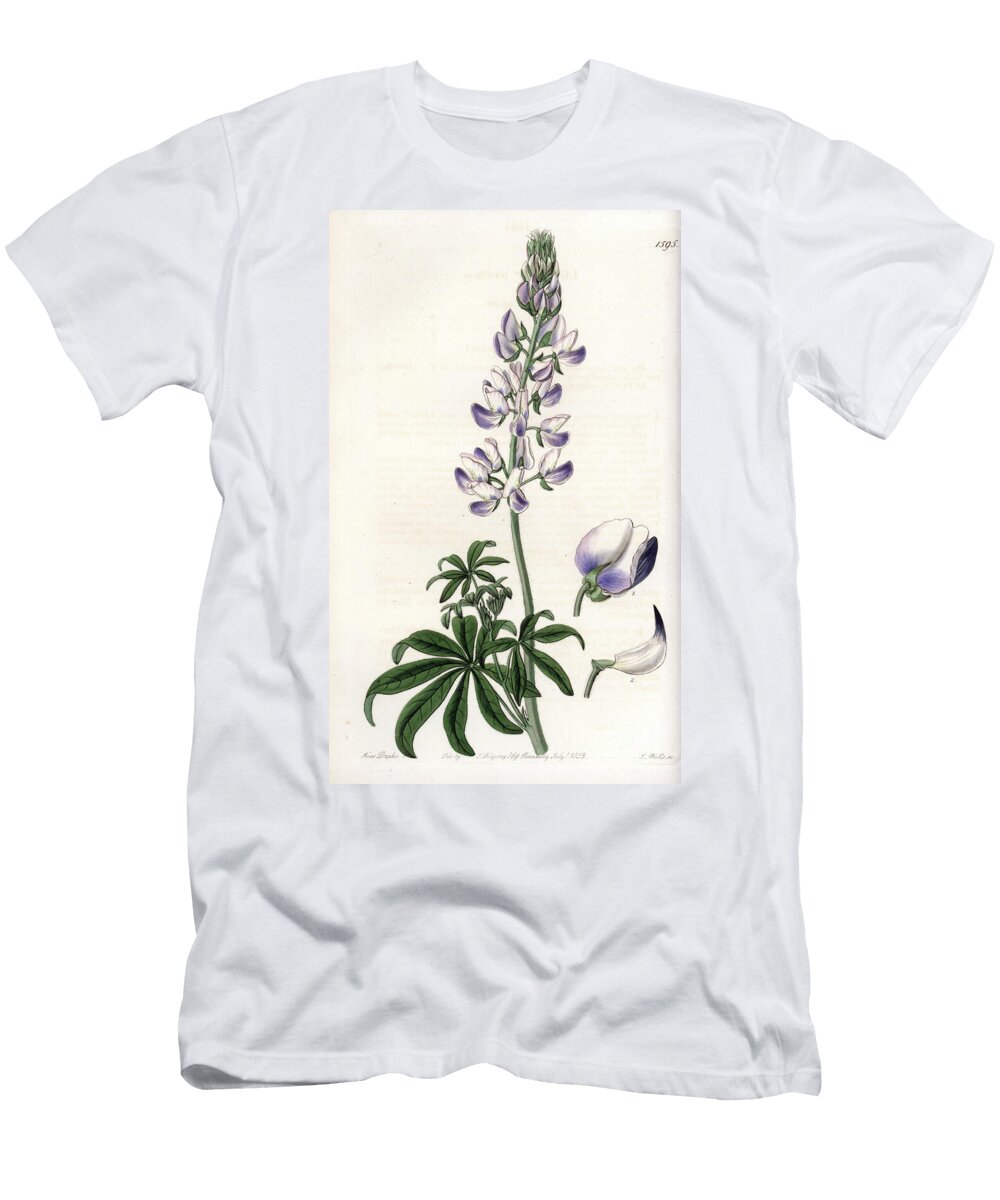 Common Riverbank Lupin Sydenham Teast Edwards T-Shirt