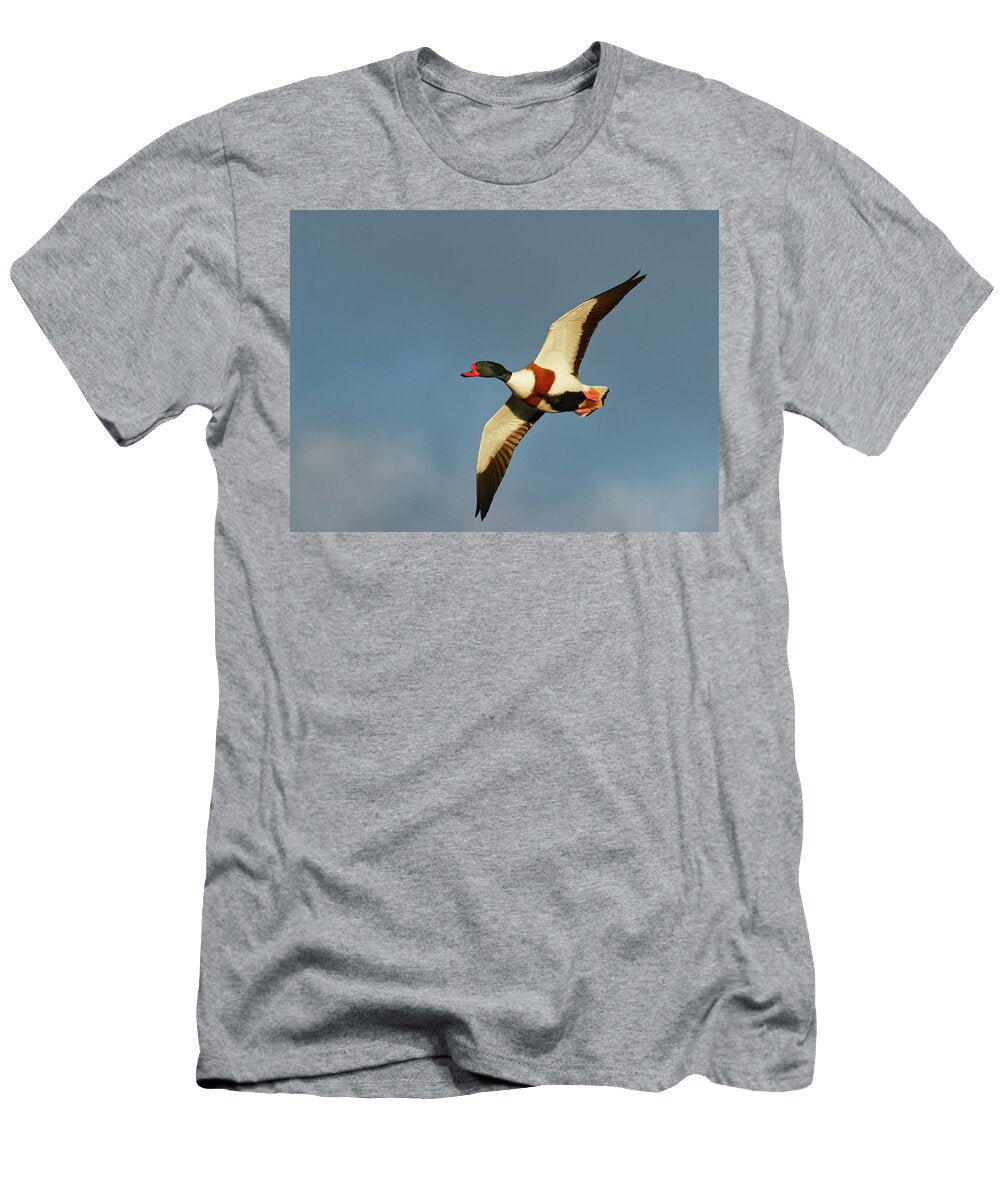 Common Shelduck Drake Flying to Roost At Dusk Nick Upton Natureplcom T-Shirt