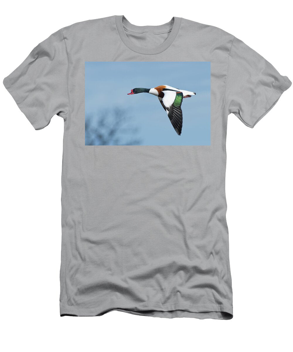 Common Shelduck Drake in Flight Against a Blue Sky Nick Upton Natureplcom T-Shirt