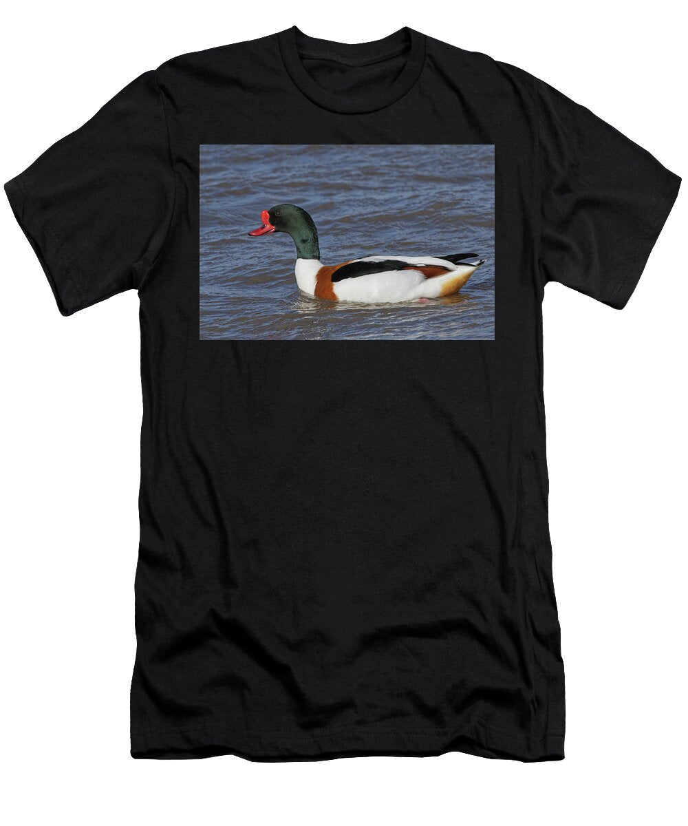 Common Shelduck Drake Swimming on a Marshland Pool Nick Upton Natureplcom T-Shirt
