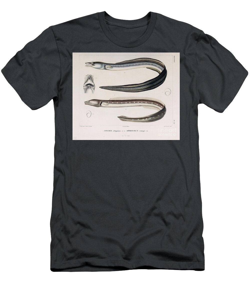 Conger and Eel B1 Historic Illustrations T-Shirt