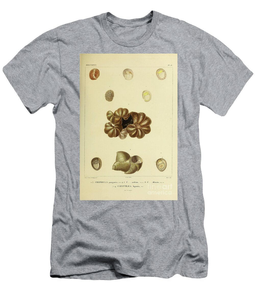 Crepidula and Calyptraea Sea Snails B1 Historic Illustrations T-Shirt
