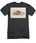 Cricetus Aurarus Q1 Historic Illustrations T-Shirt