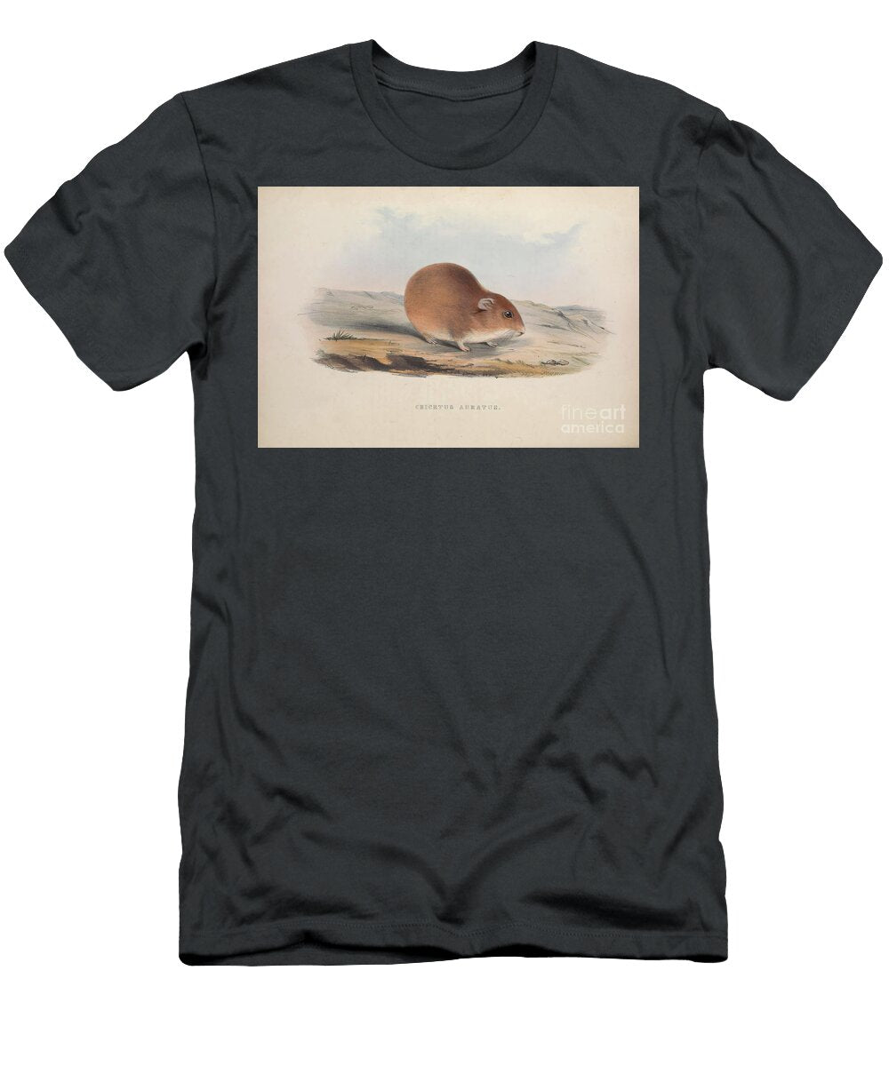 Cricetus Aurarus Q1 Historic Illustrations T-Shirt