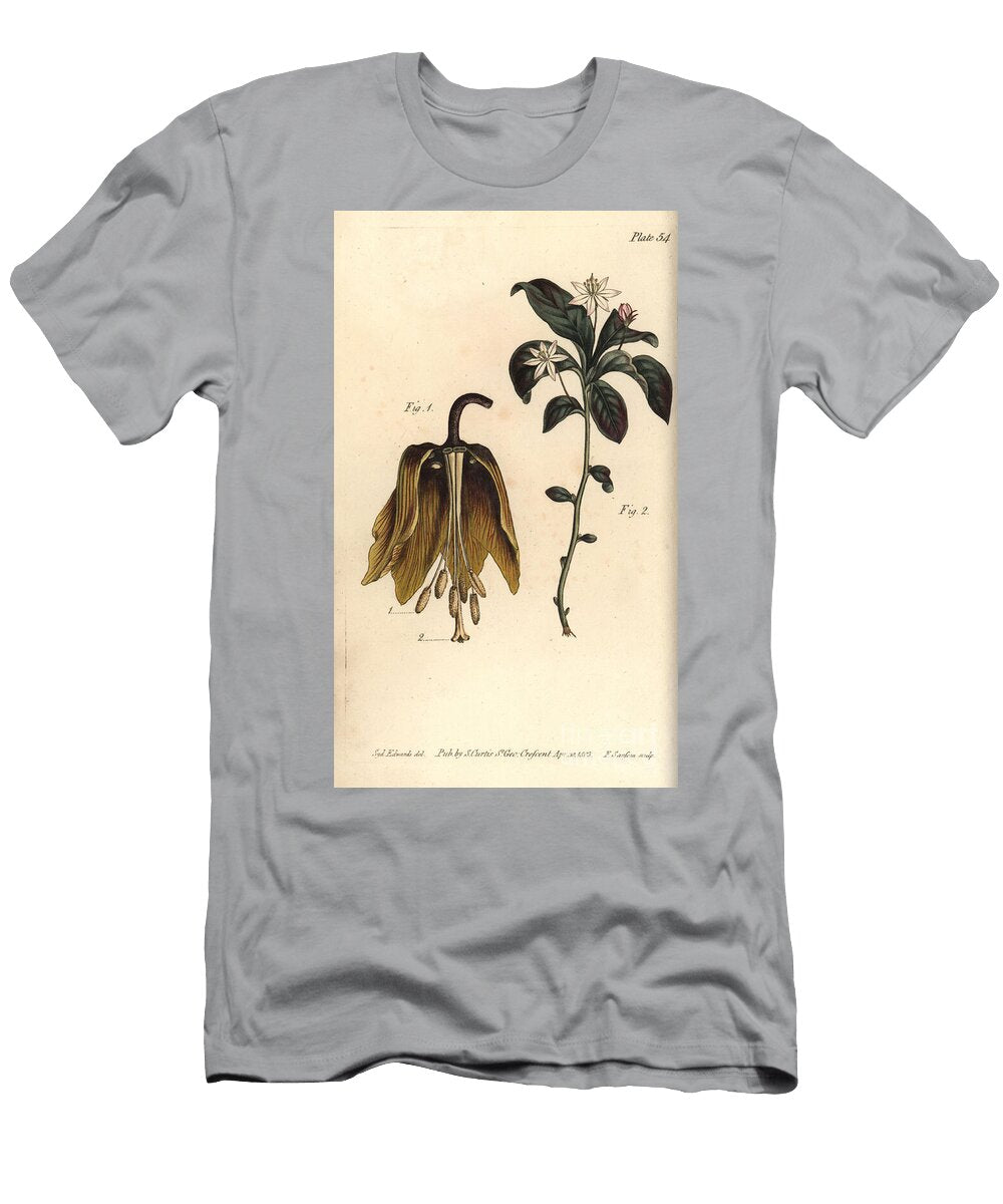Crown Imperial Flower Fritillaria Imperialis Haustrria 1 and Loosestrife Lysimachia Europaea Trientalis Europaeus Heptandria 2 Sydenham Teast Edwards T-Shirt