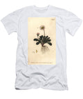 Daisy Bellis Perennis Polygamia Superflua Sydenham Teast Edwards T-Shirt