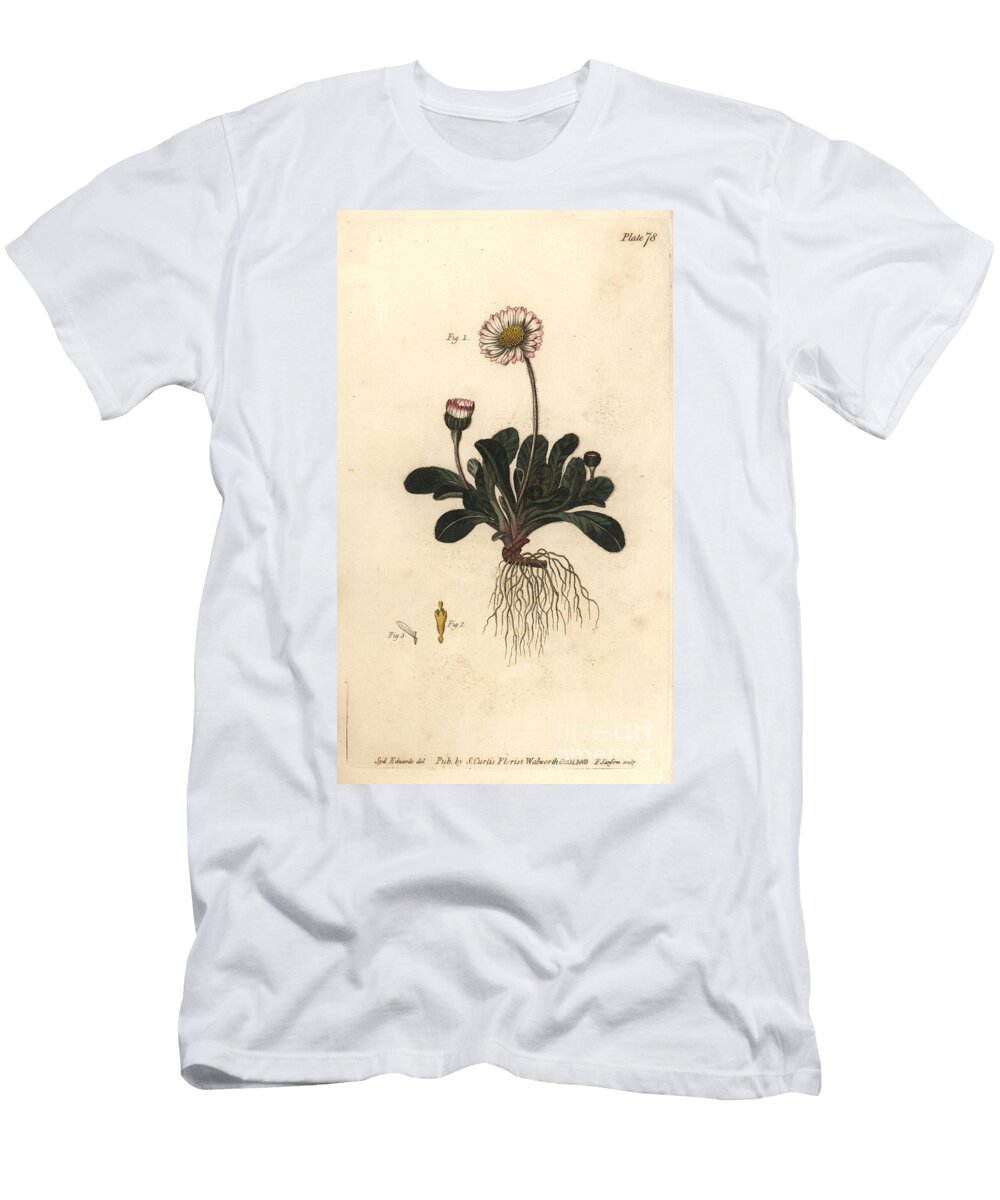 Daisy Bellis Perennis Polygamia Superflua Sydenham Teast Edwards T-Shirt