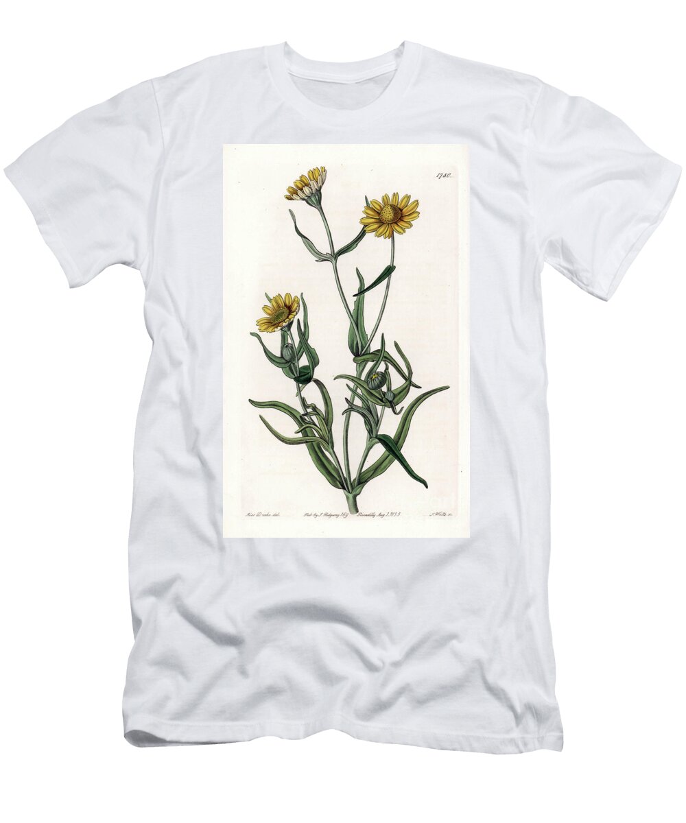 Daisy Variete Gold Endemic to California Sydenham Teast Edwards T-Shirt