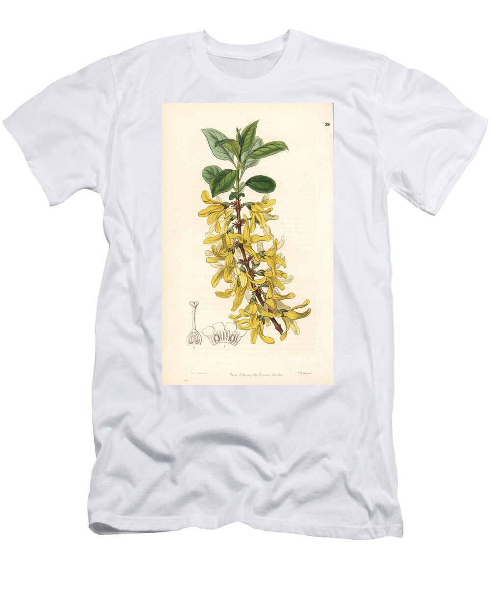 Dark Green Forsythia Forsythia Viridissima European School T-Shirt